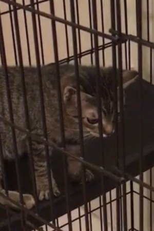 Random Twin Cat #1