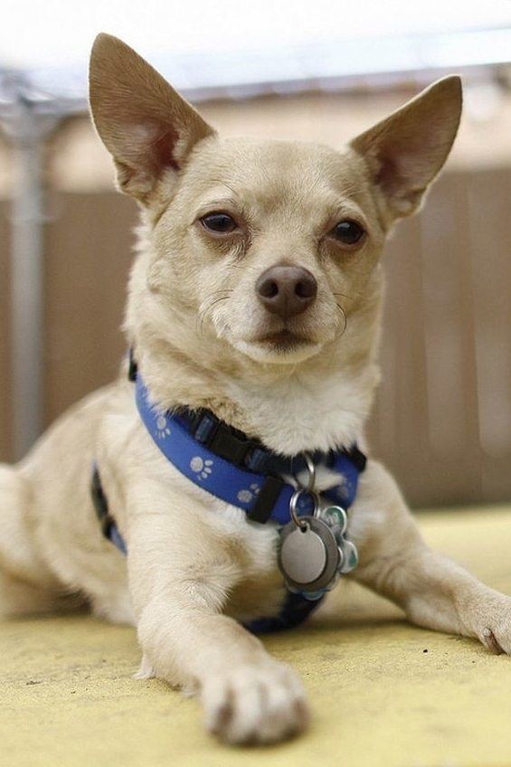 Moonie the Dog