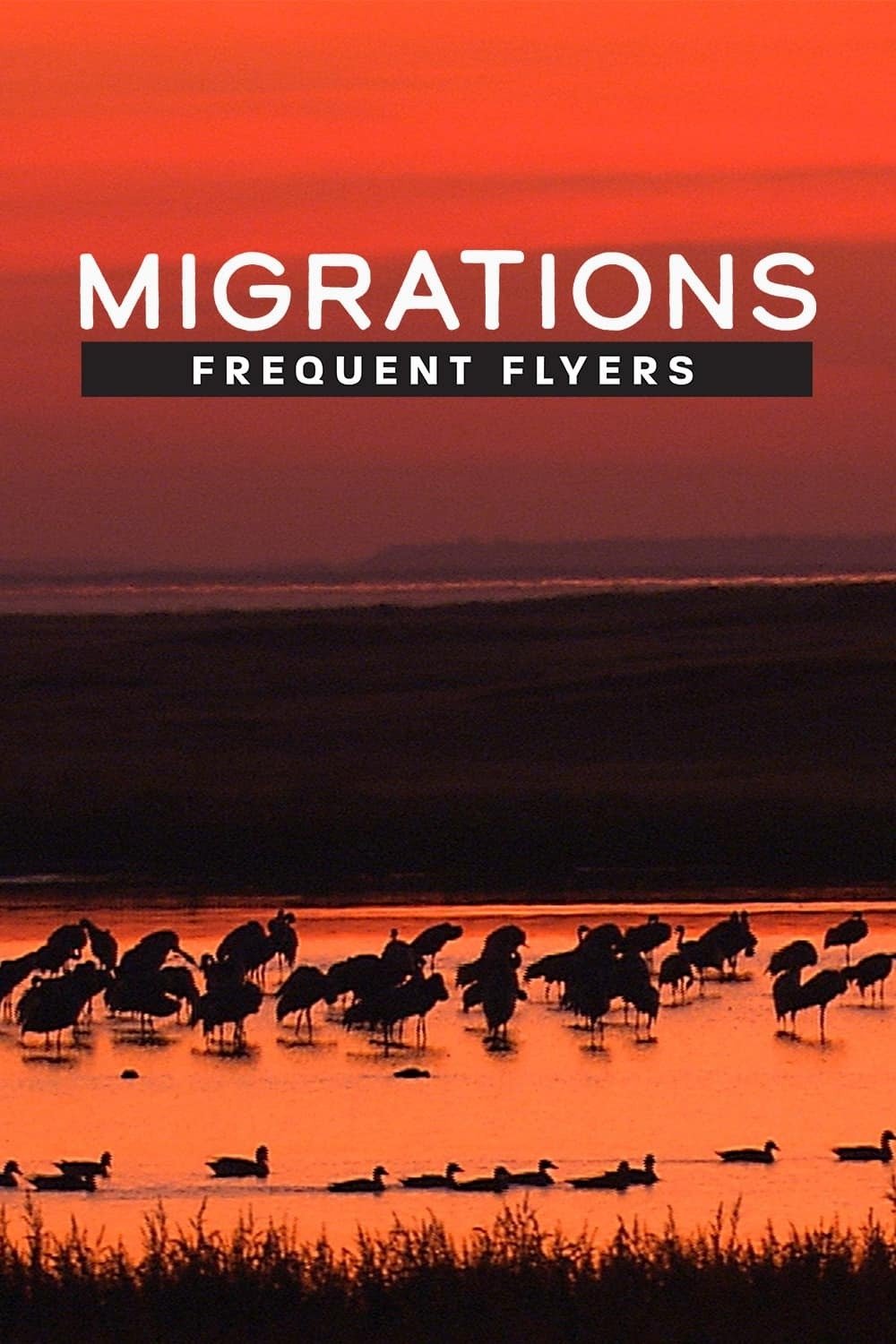 Migrations: Frequent Flyers poster