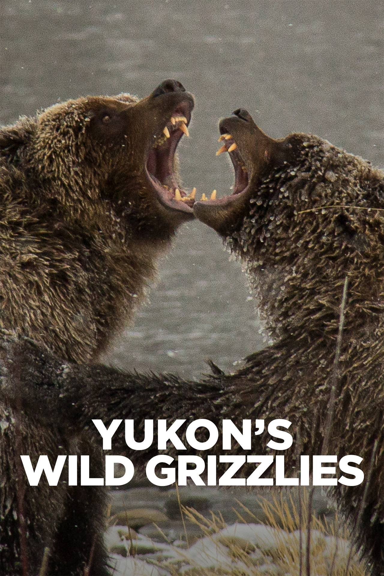 Yukon's Wild Grizzlies poster