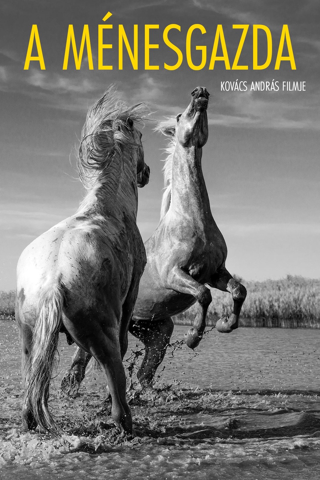 The Stud Farm poster