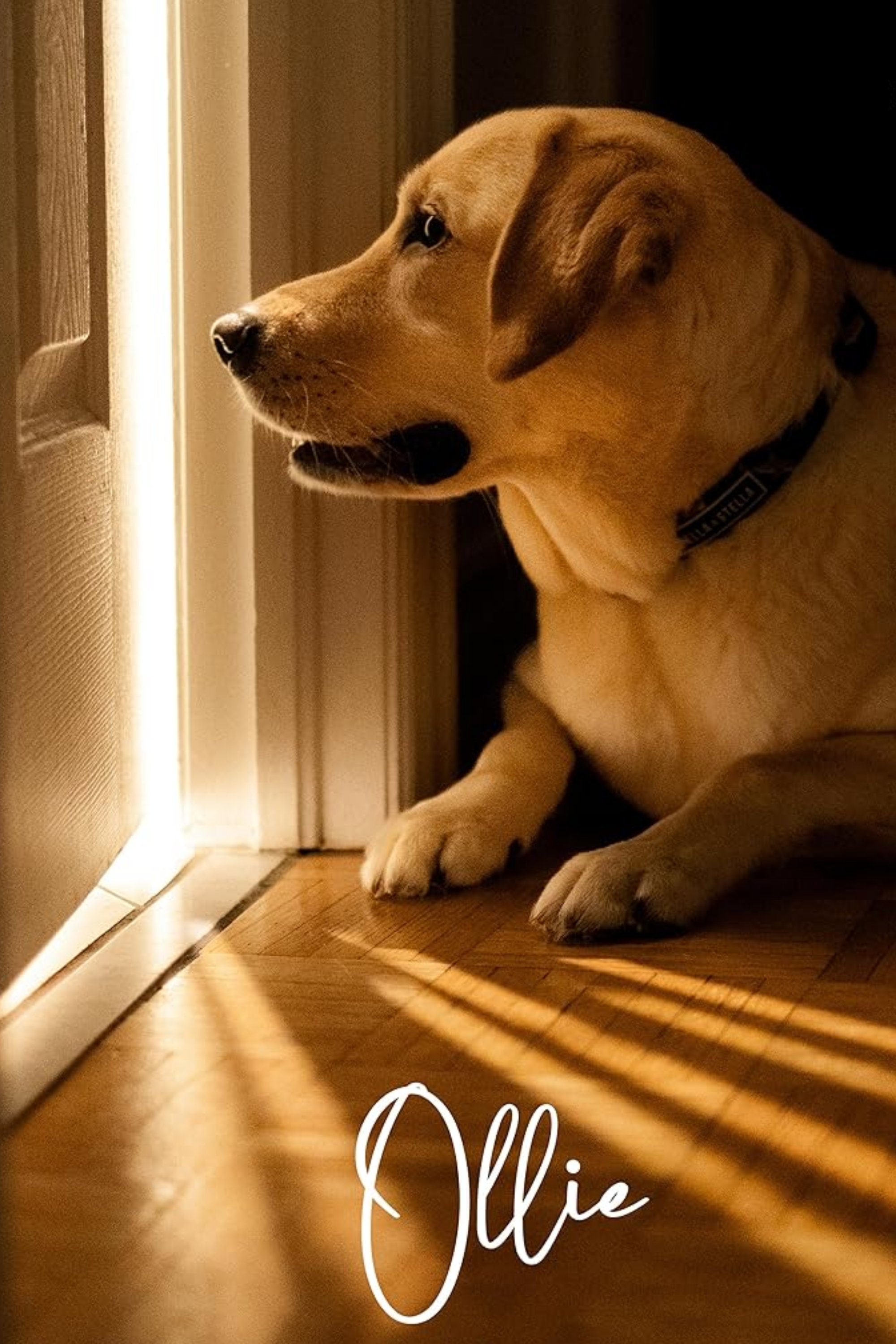 Ollie poster