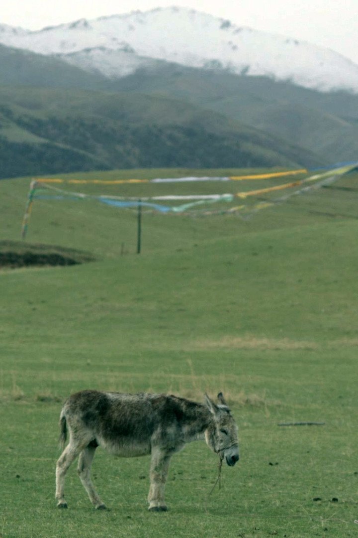 The Boys and the Donkey poster