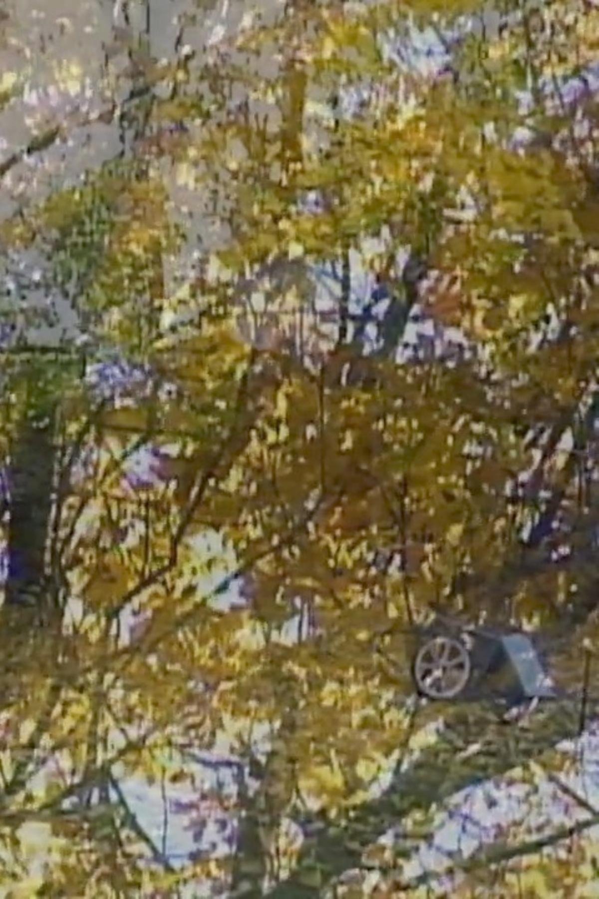 Leaves poster