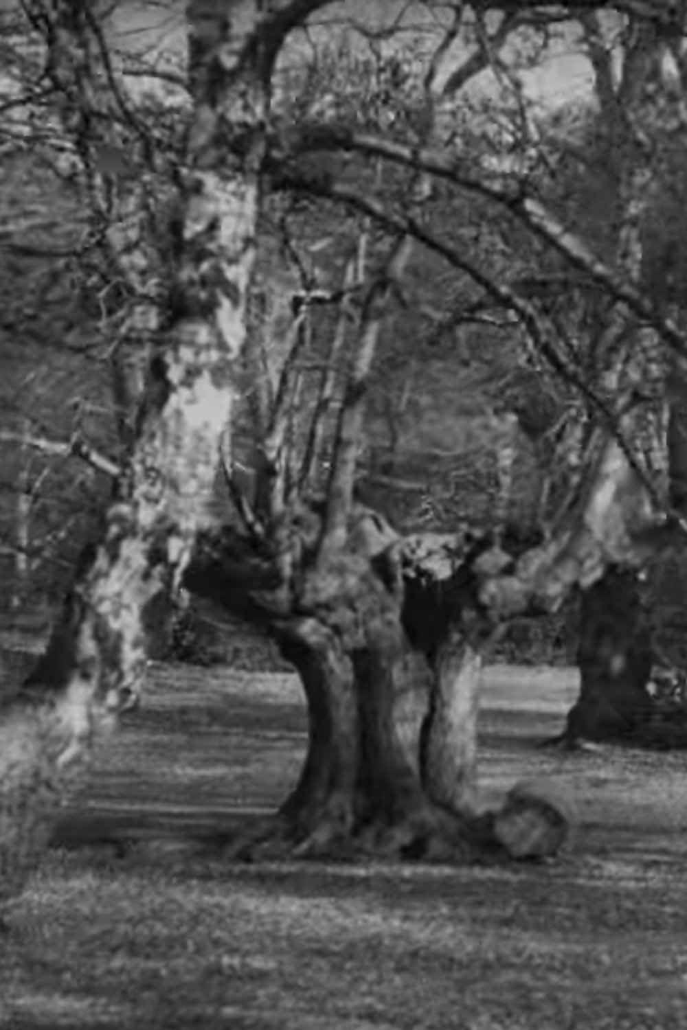 Burnham Beeches poster