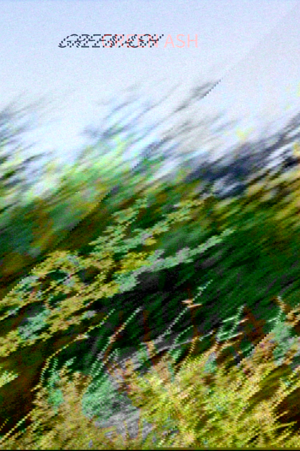 Green Ash poster
