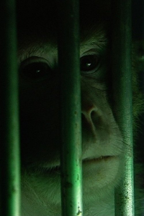 Monkeys, Rats and Me poster