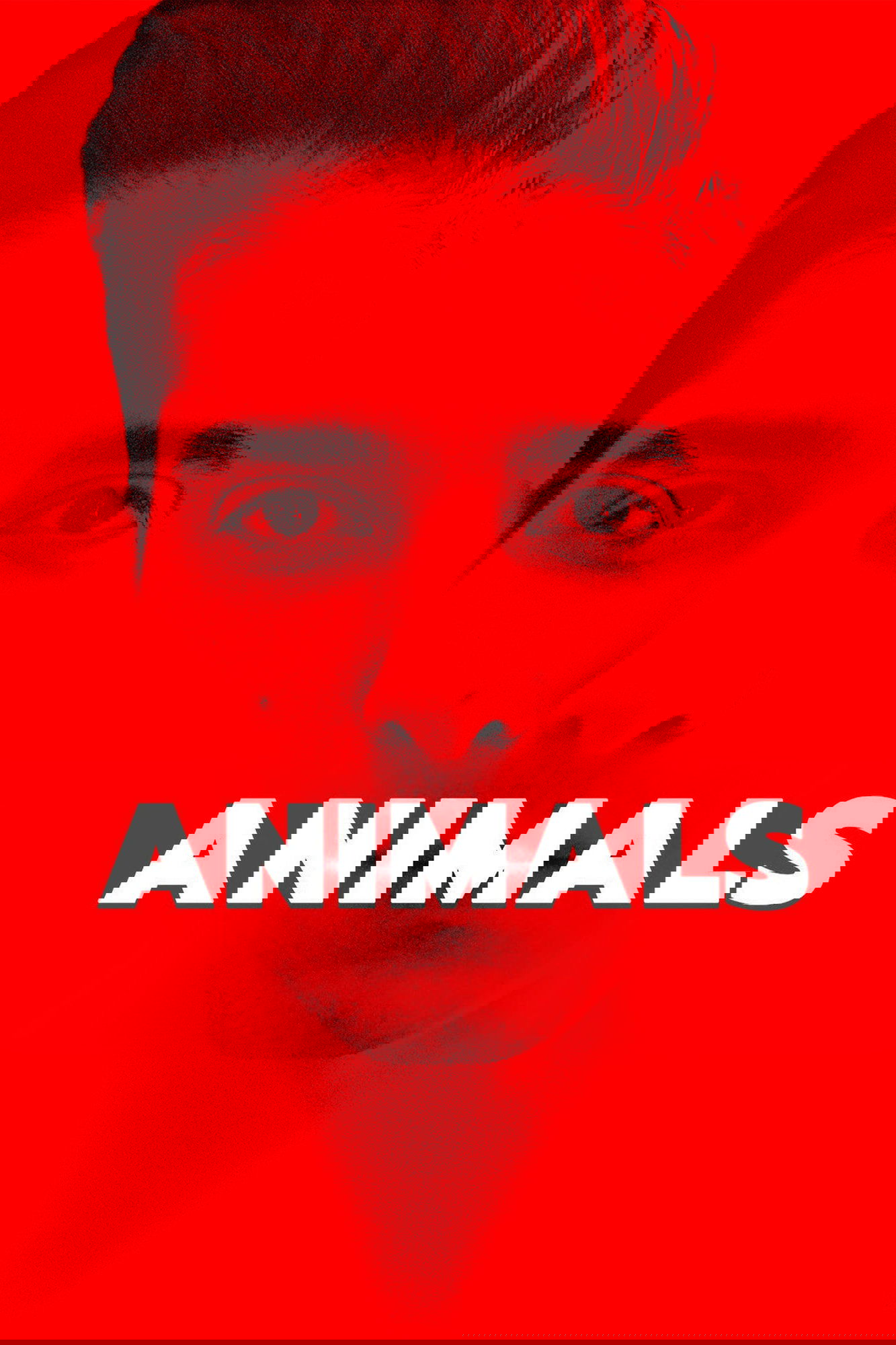 Animals poster