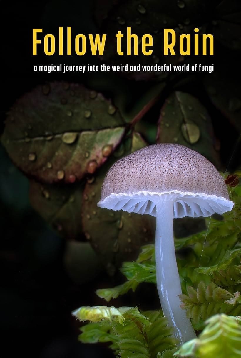 Follow the Rain poster
