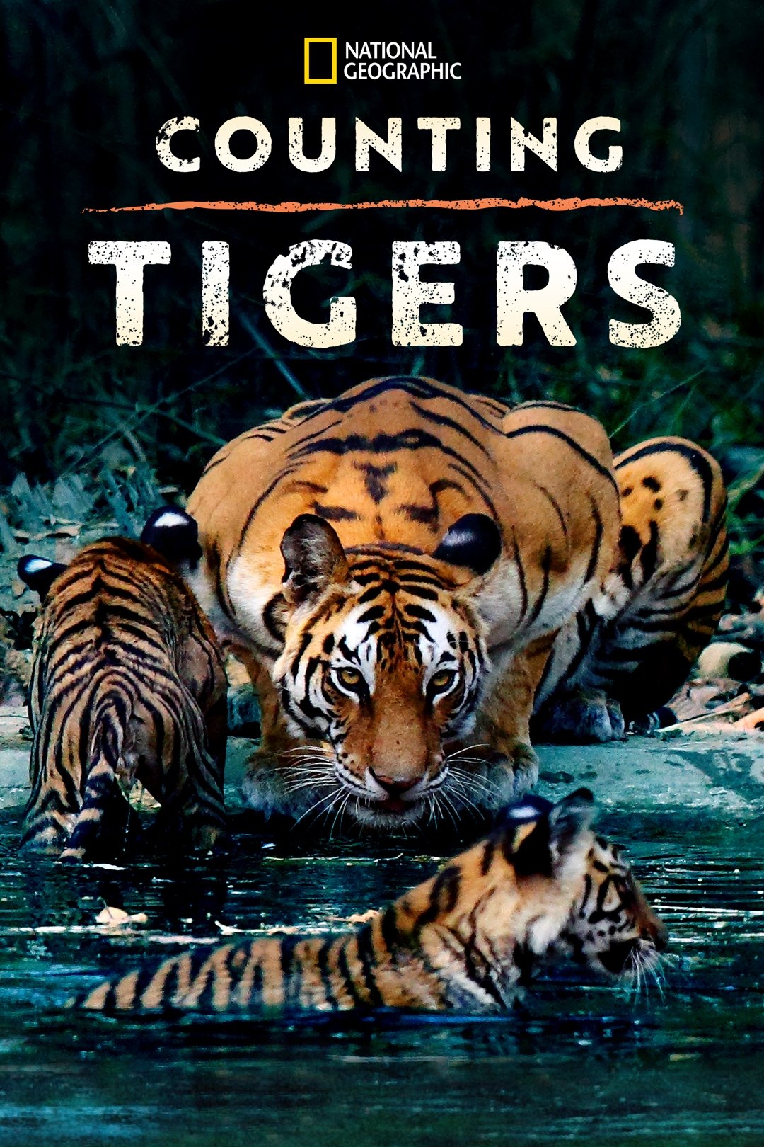 Counting Tigers poster