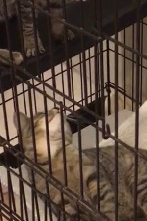 Random Twin Cat #2