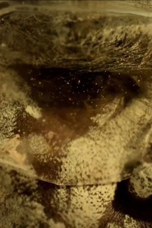 The Mermaids, or Aiden in Wonderland poster