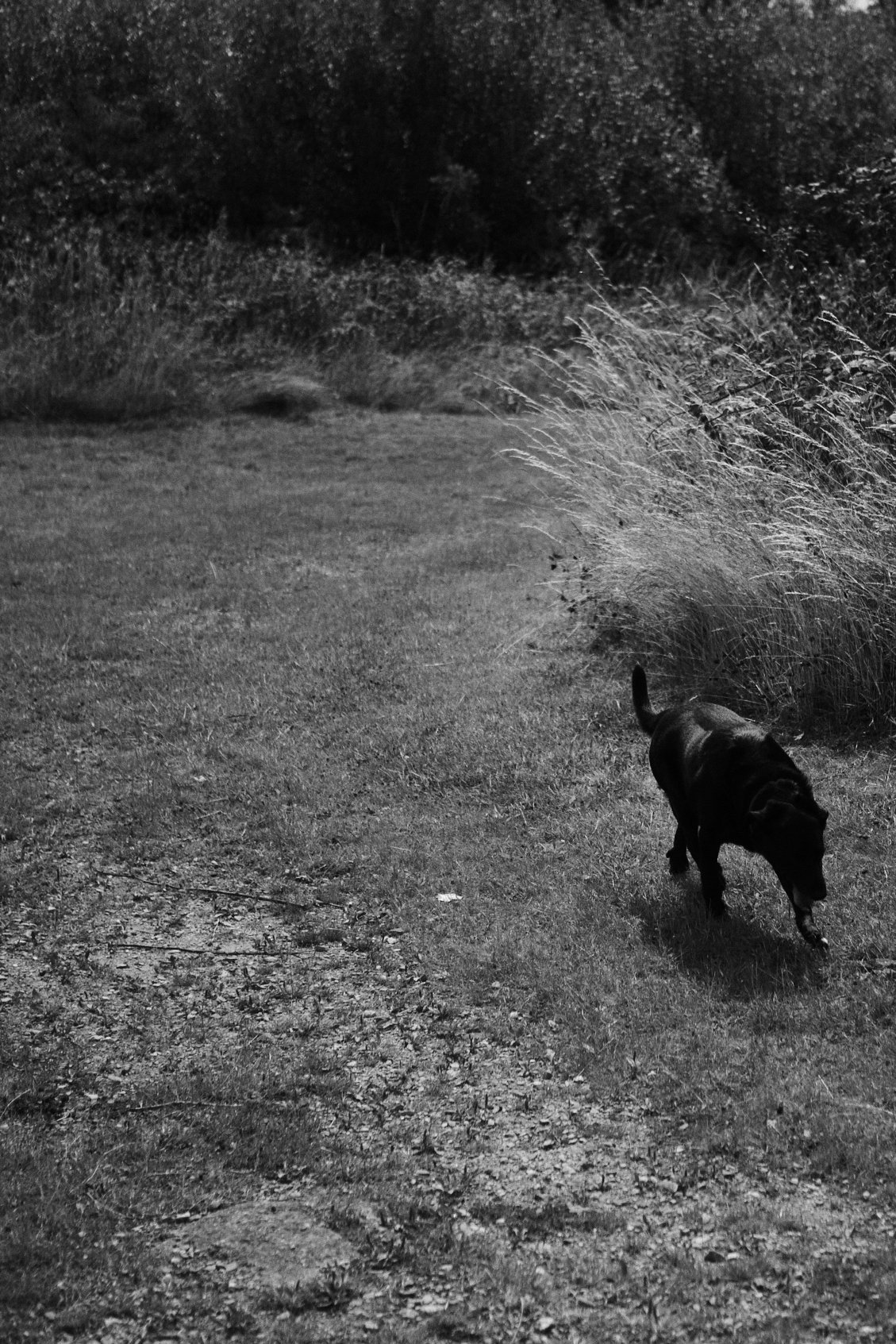 Black Dog poster