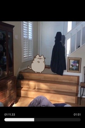 The New Cat