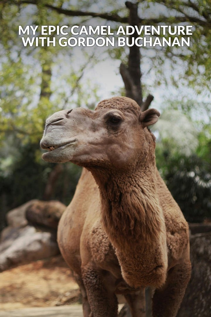 Poster de My Epic Camel Adventure With Gordon Buchanan