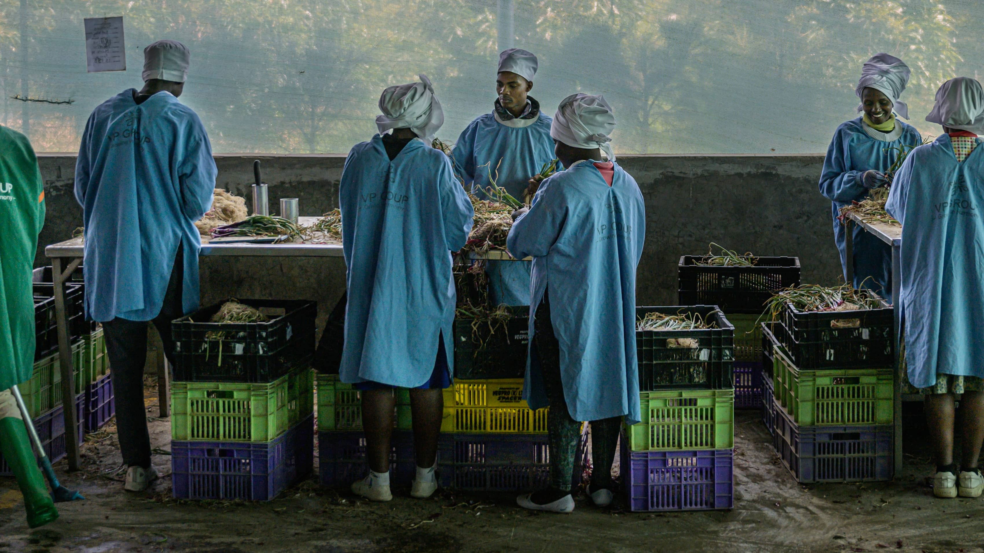Kenya - The vegetable garden of Europe