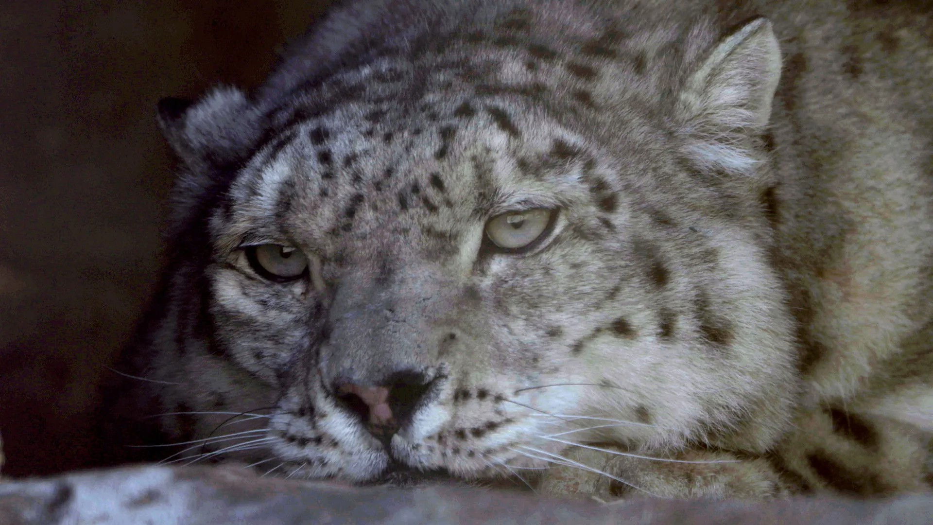 Kyrgyzstan, hope for the snow leopards
