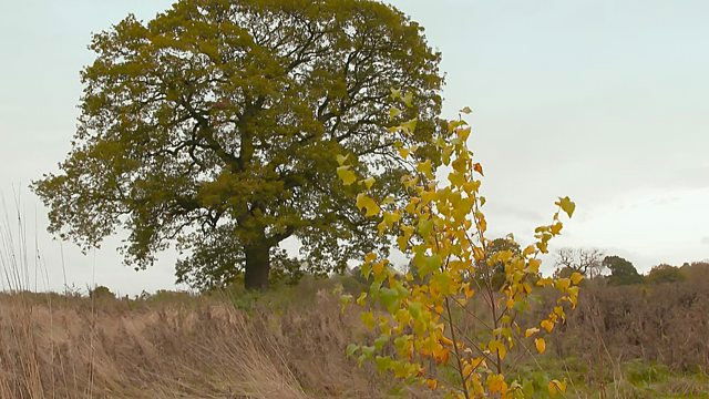 Plant Britain Finale