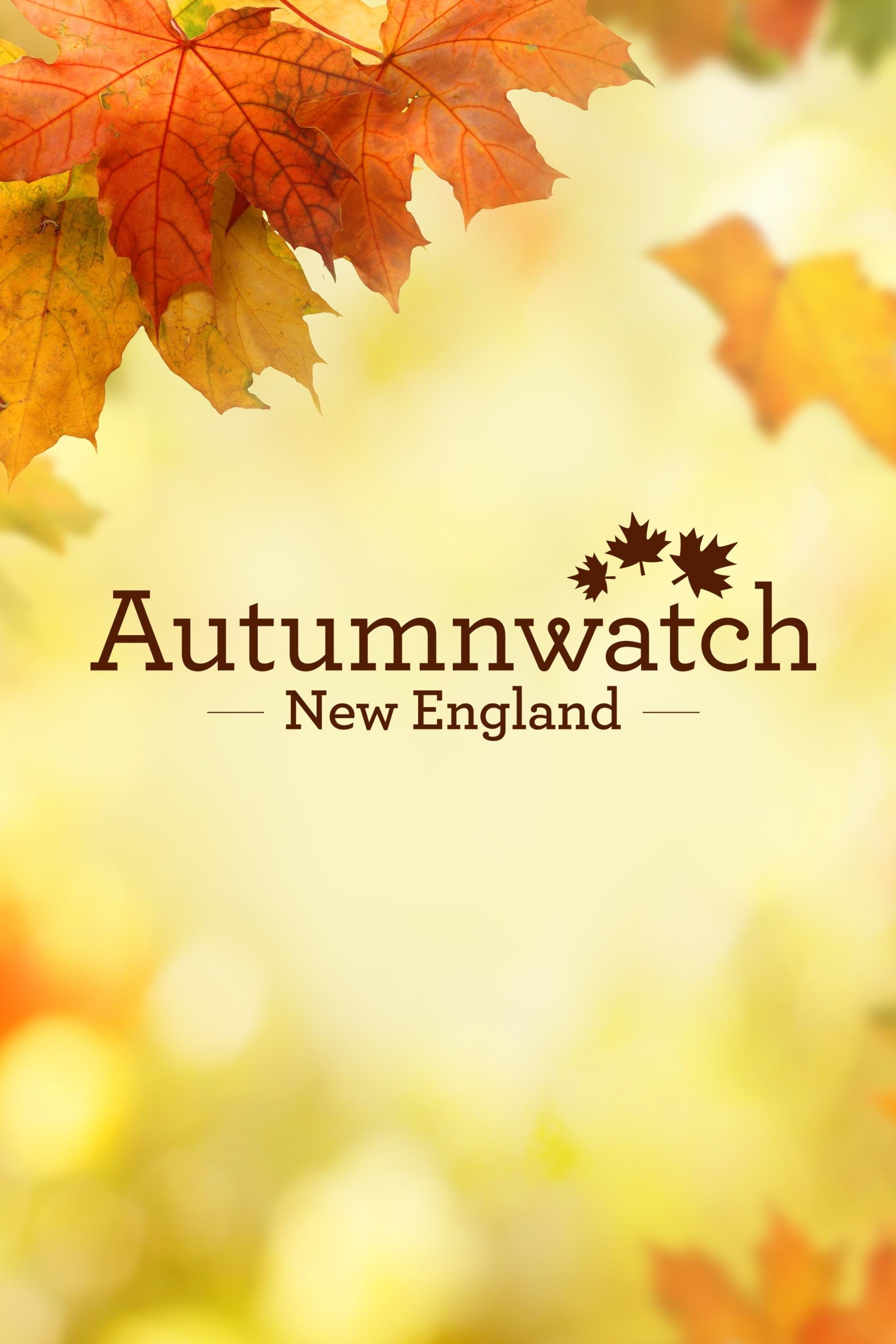 Poster de Autumnwatch New England