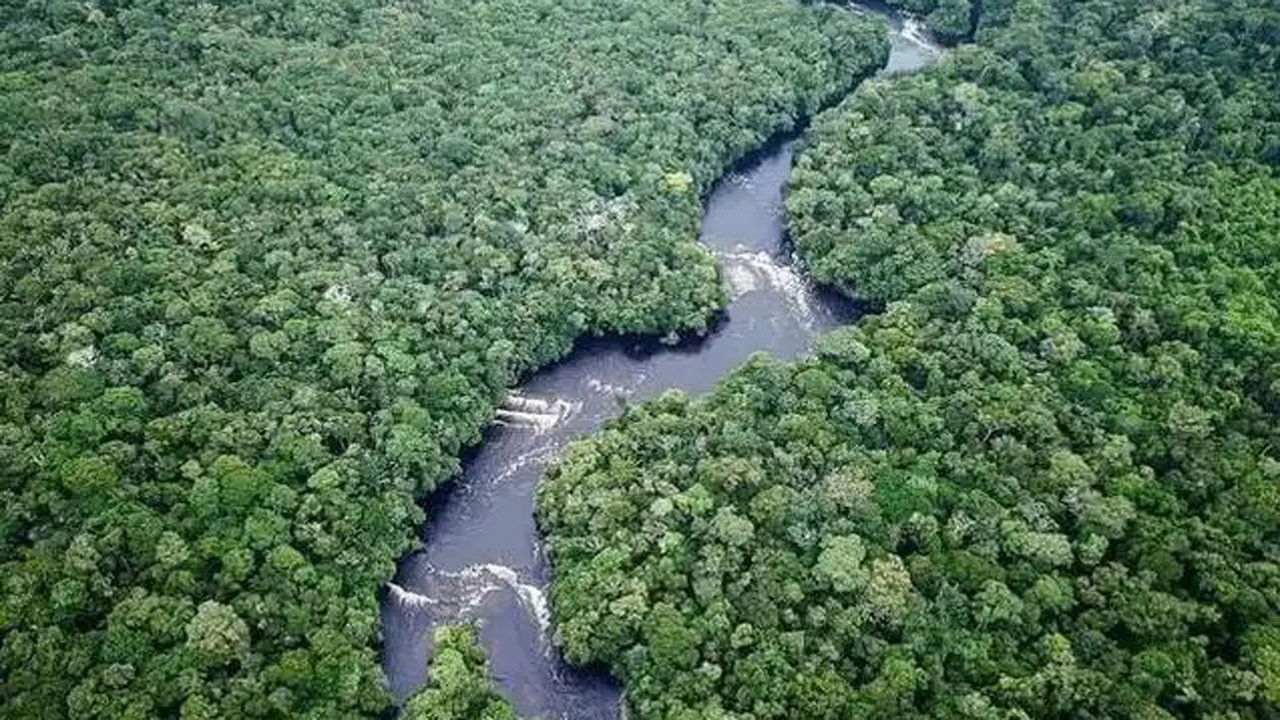 Amazon Jungle
