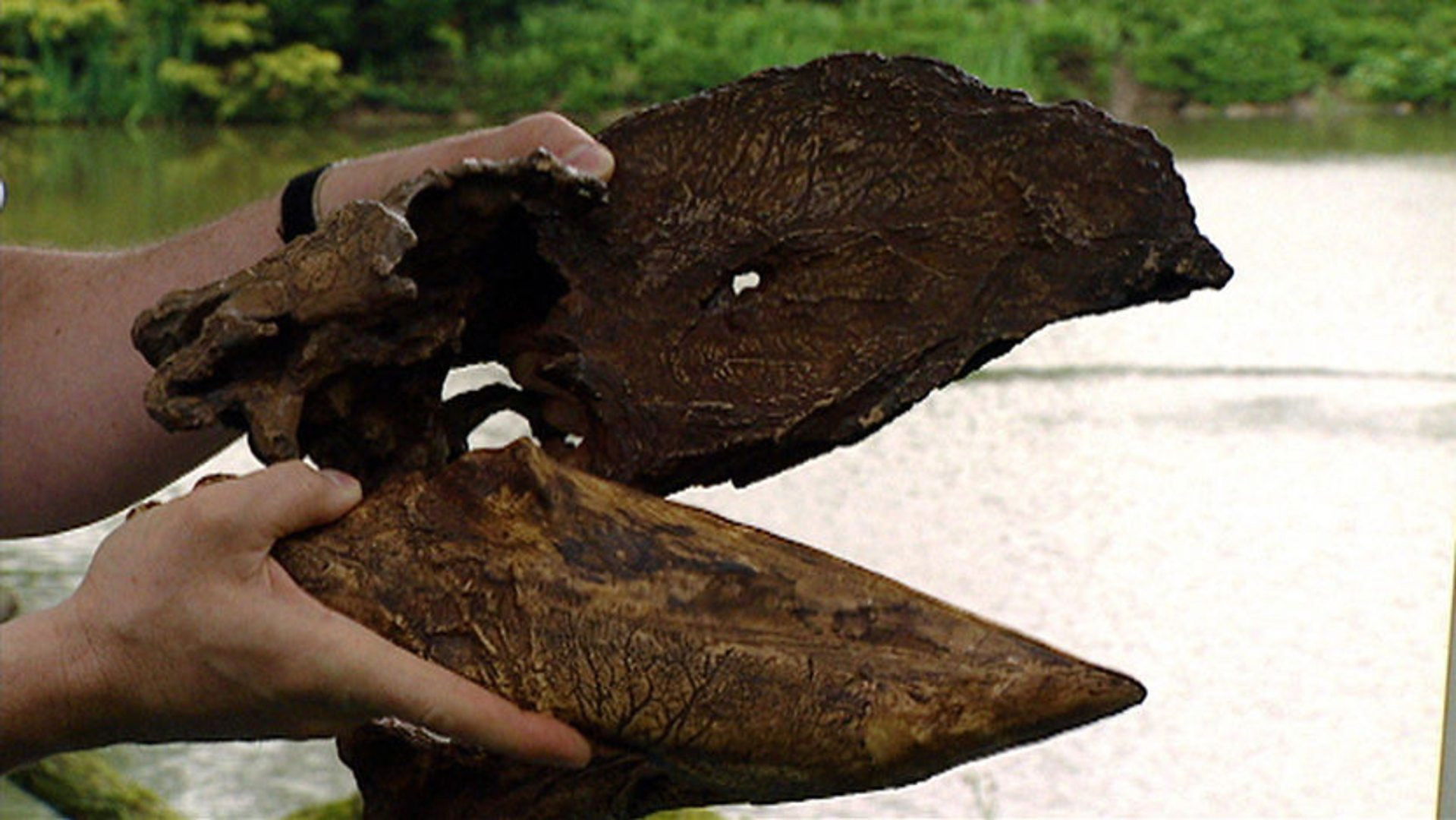 Triumph of the Beasts