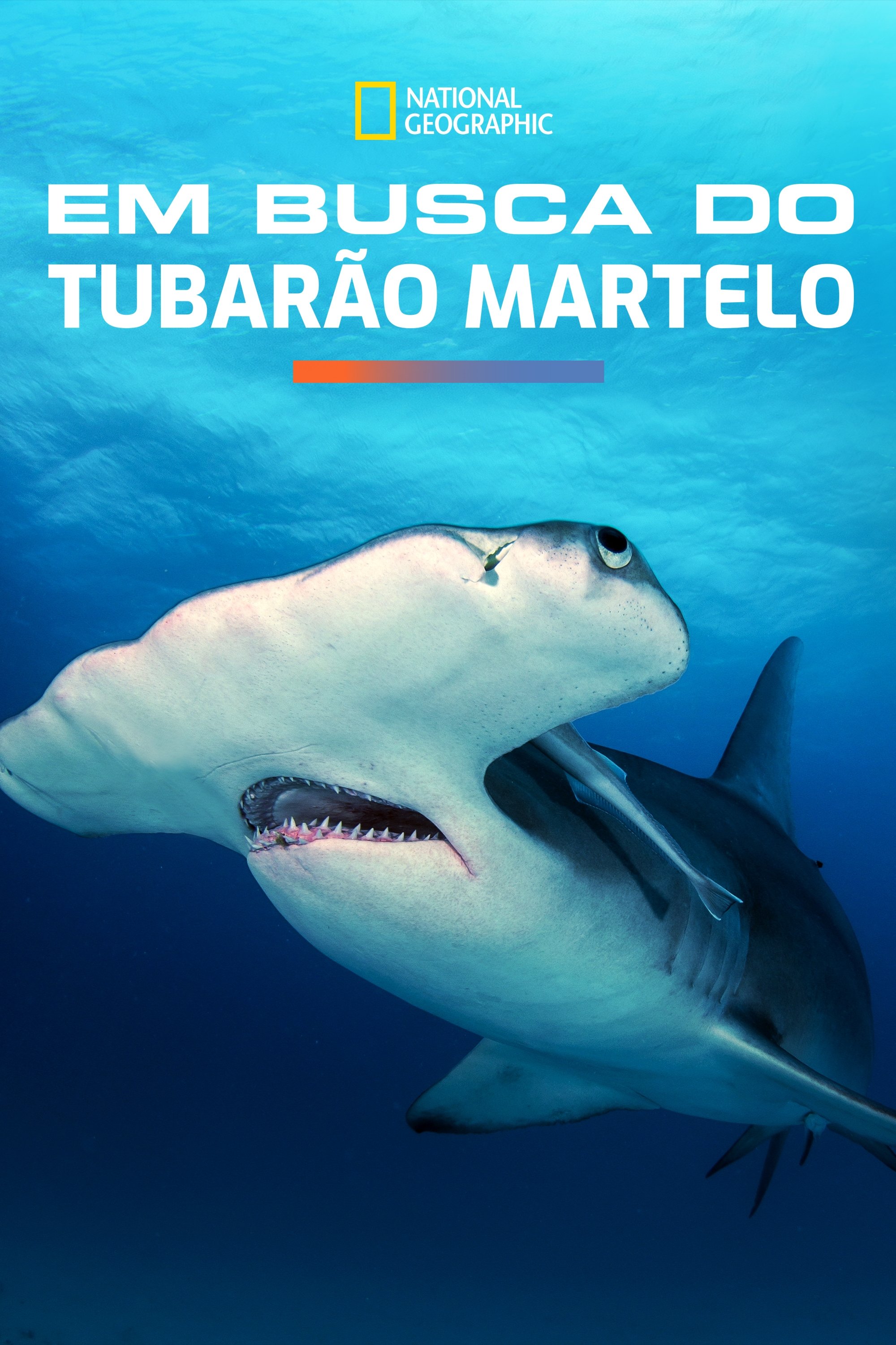 Poster de Em Busca do Tubarão Martelo