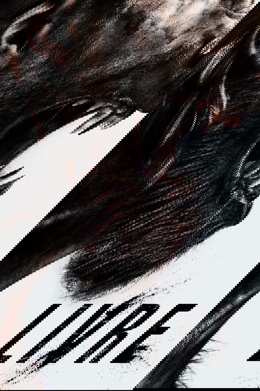 Poster de Livre