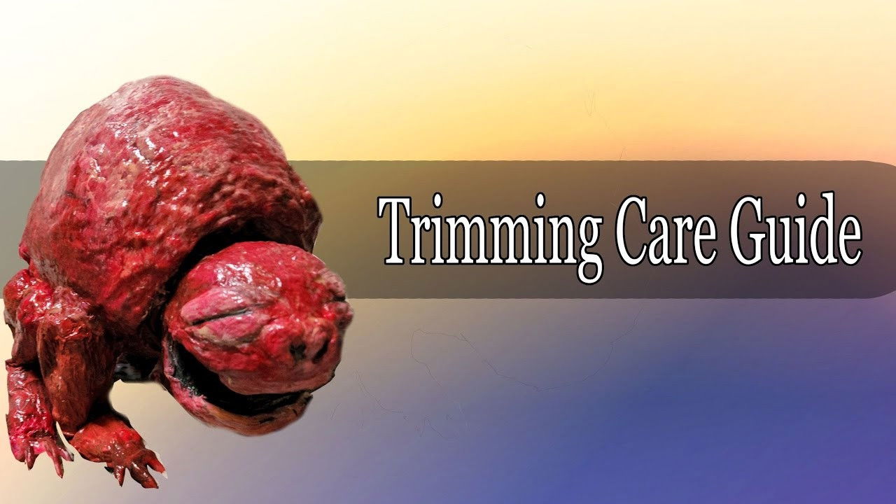 Guide to owning a pet Trimming