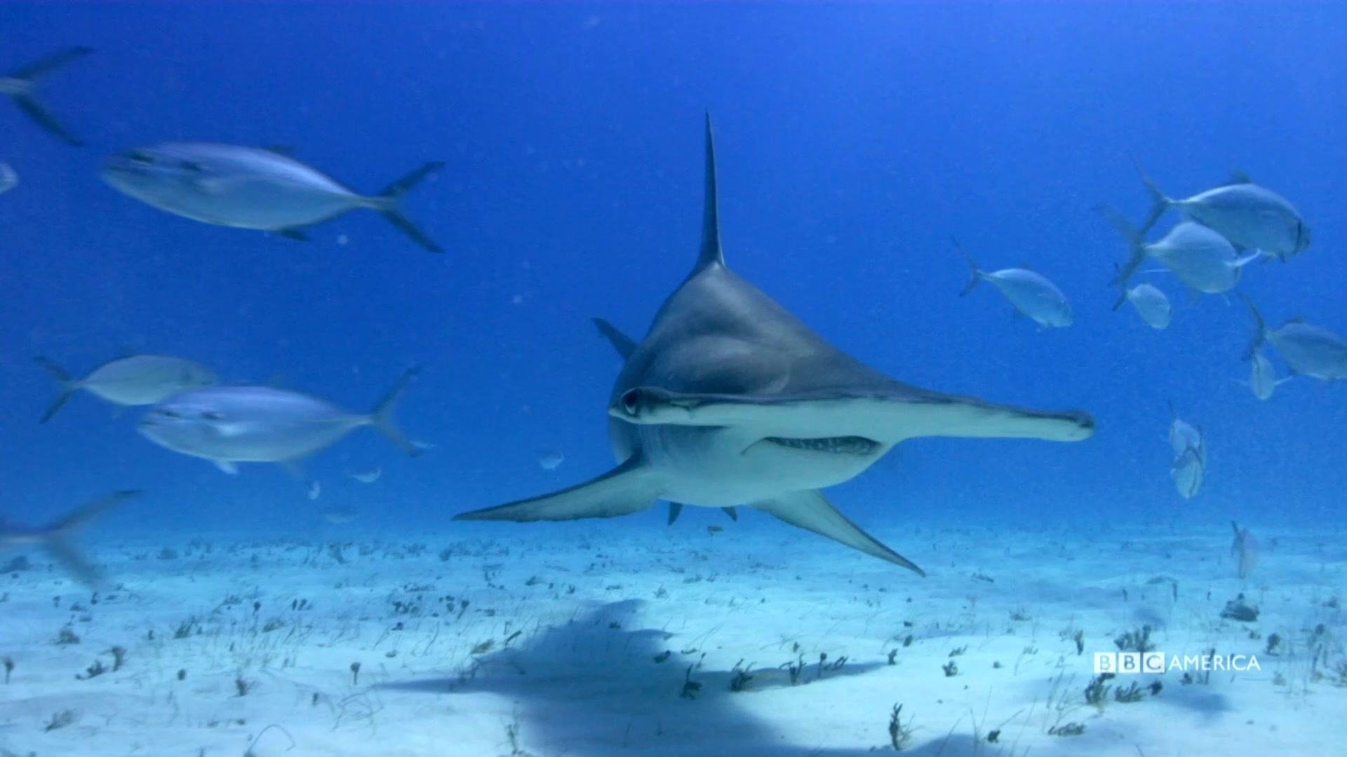 Hammerheads and Humpbacks