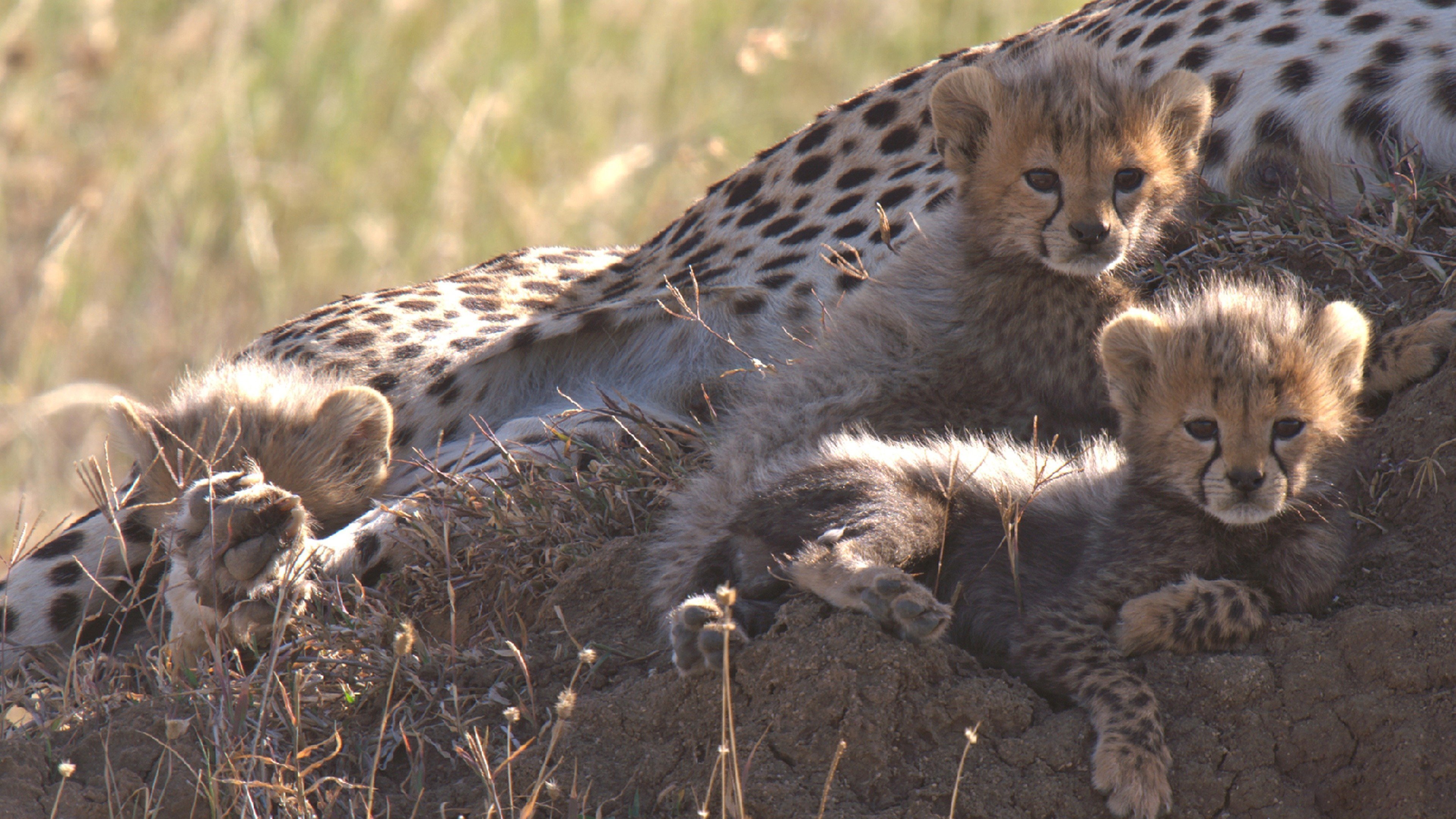 Dangerous Playground