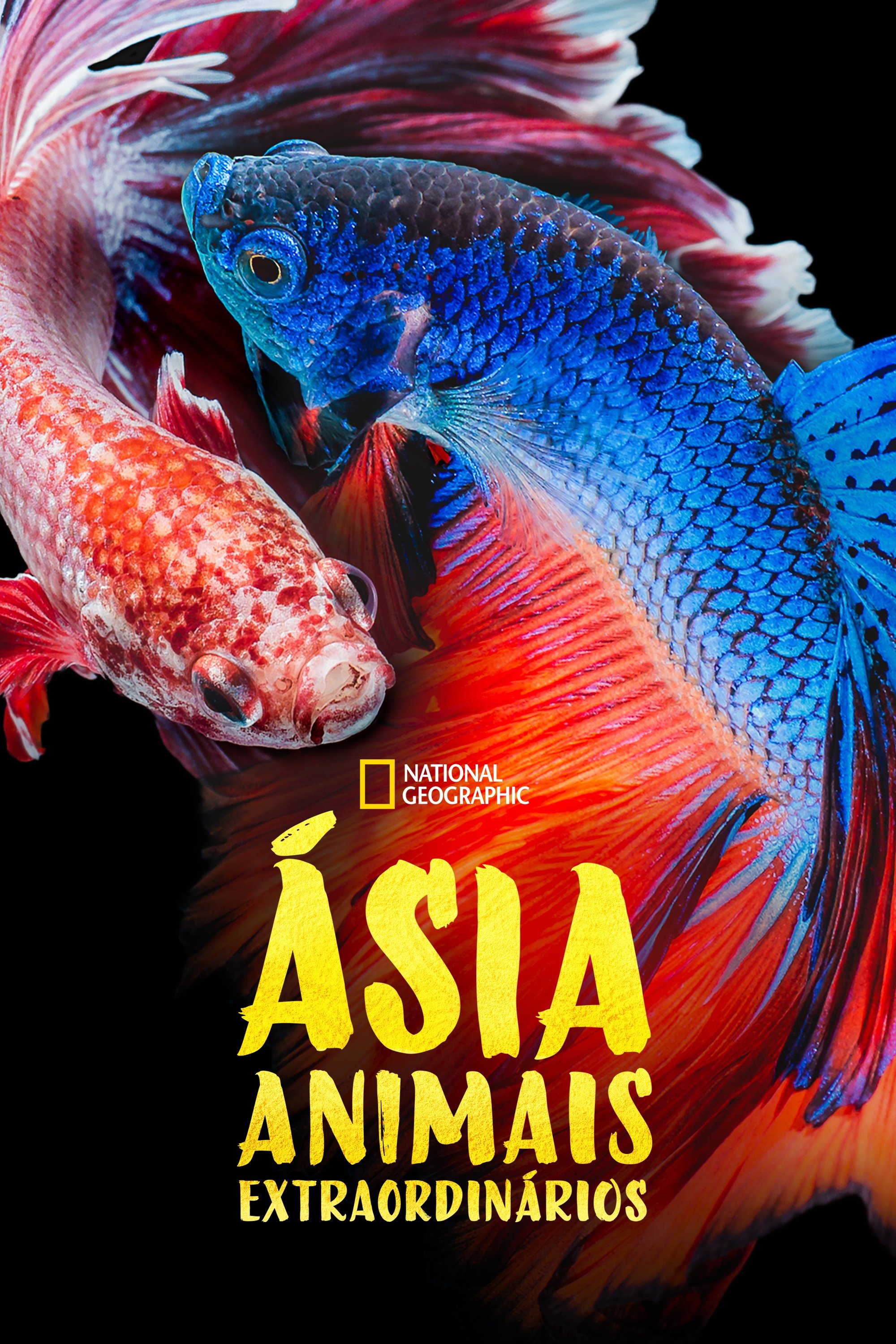 Poster de Ásia: Animais Extraordinários