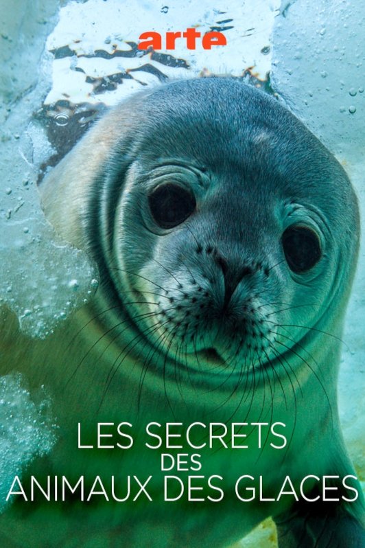 Poster de Les Secrets des Animaux des Glaces