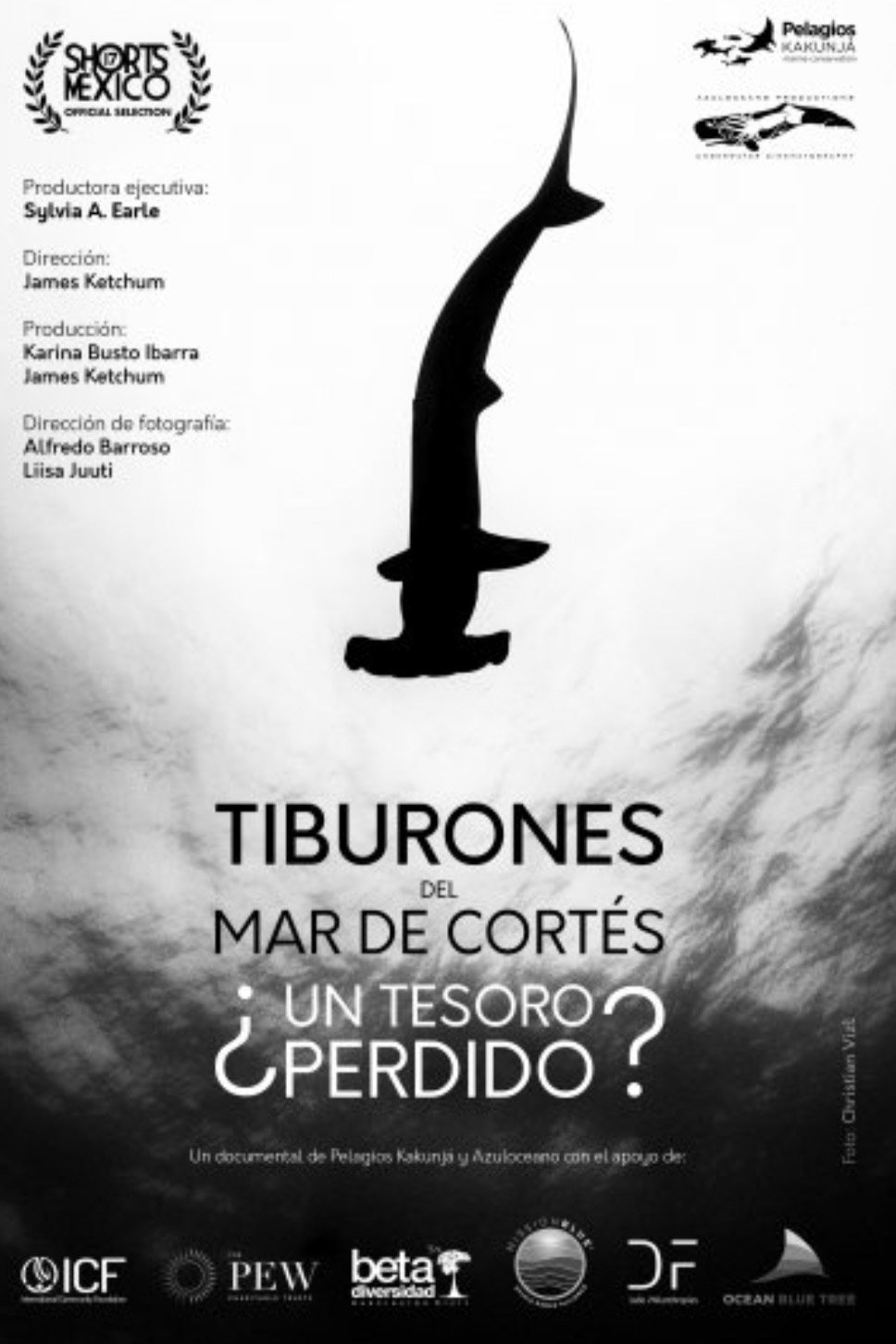 Poster de Tiburones Del Mar De Cortés: ¿Un Tesoro Perdido?