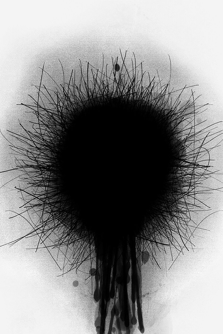 Dandelion