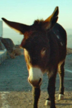 Perfectly a Strangeness