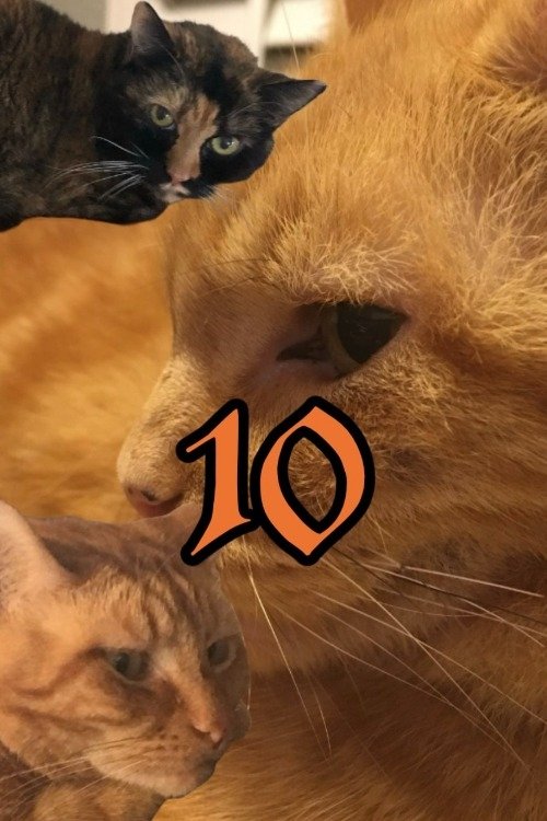 Poster de The Adventures of Murphy the Cat #10