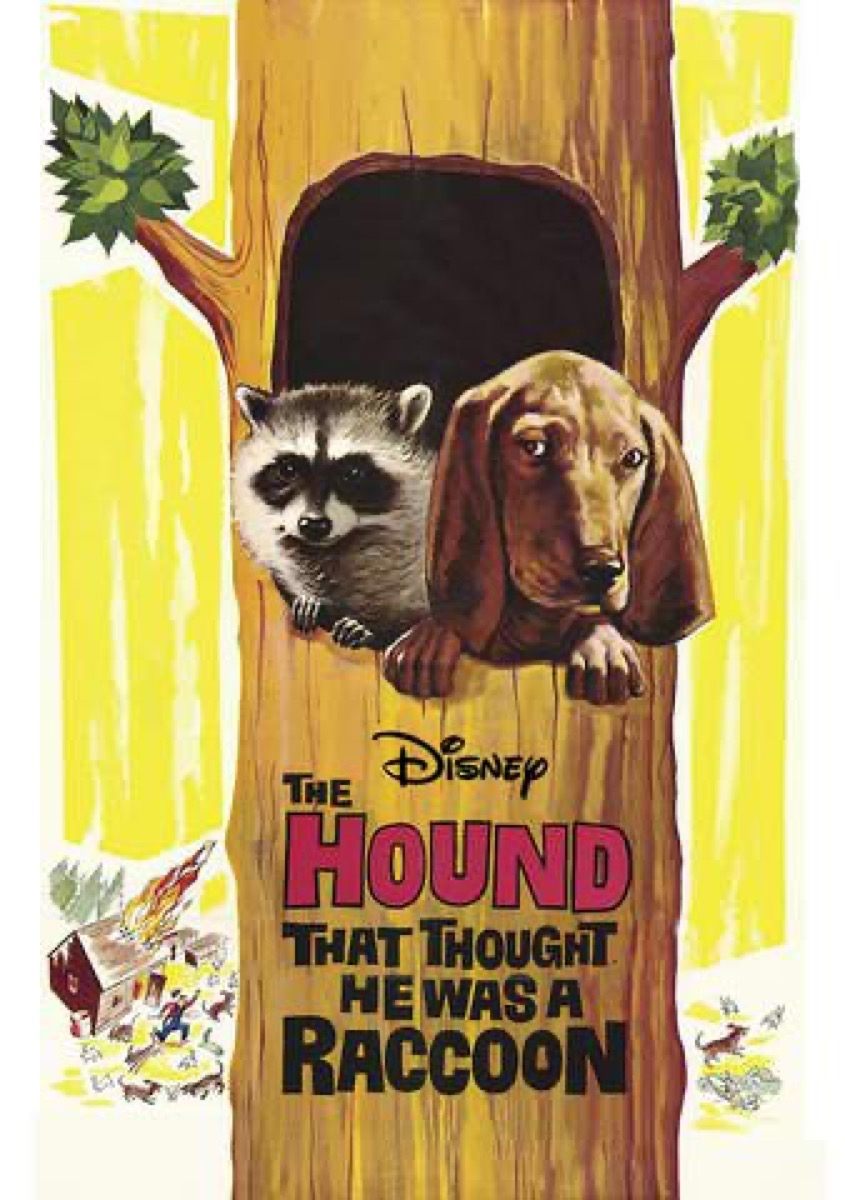 Poster de The Hound That Thought He Was a Raccoon