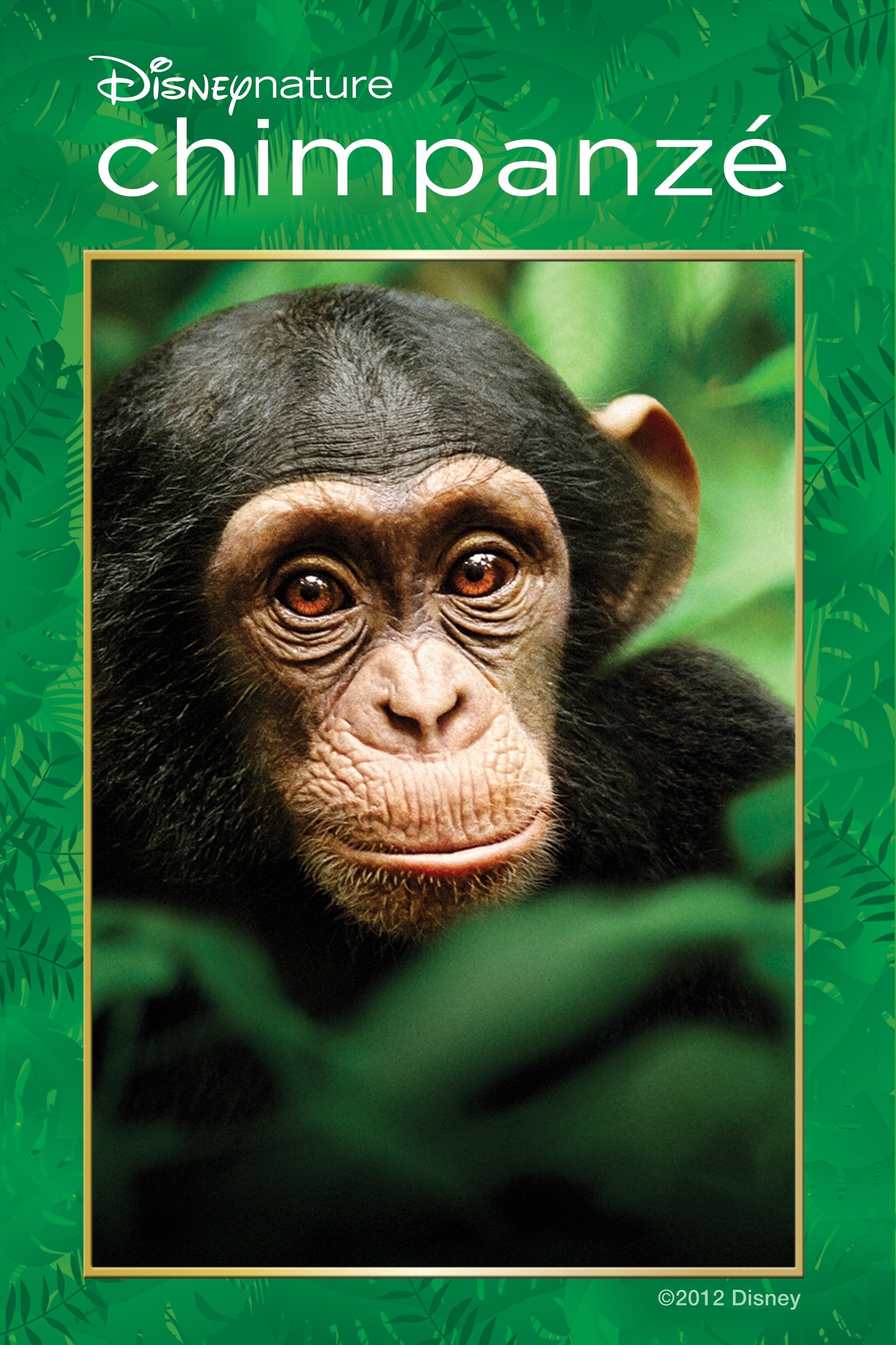 Poster de Chimpanzé