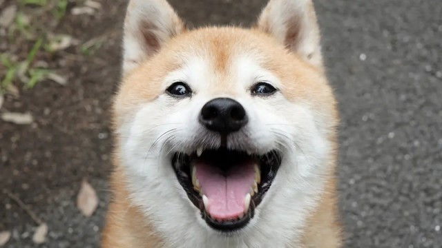 Arigato Edition With Full Throttle