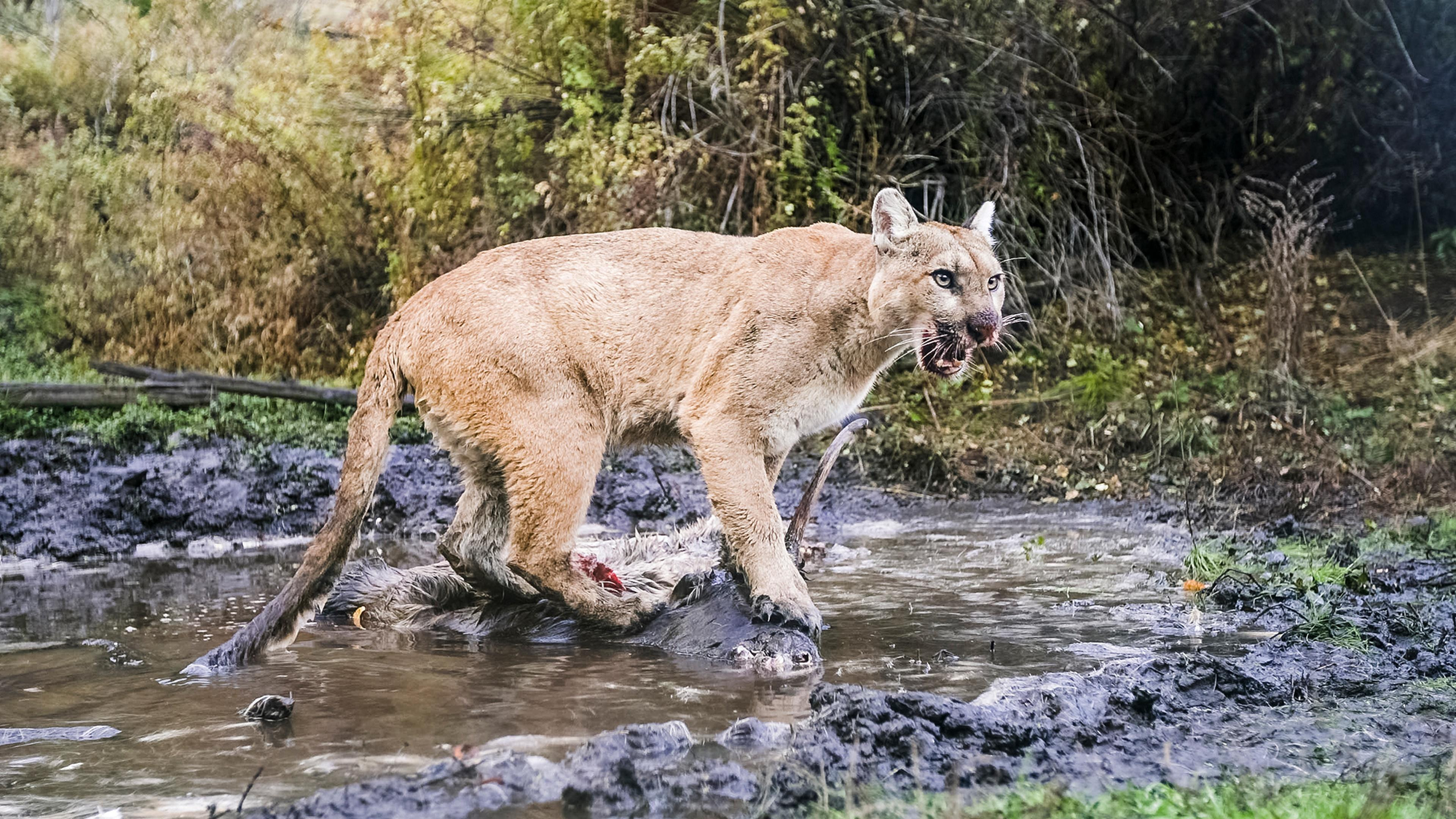 Willow: Diary of a Mountain Lion