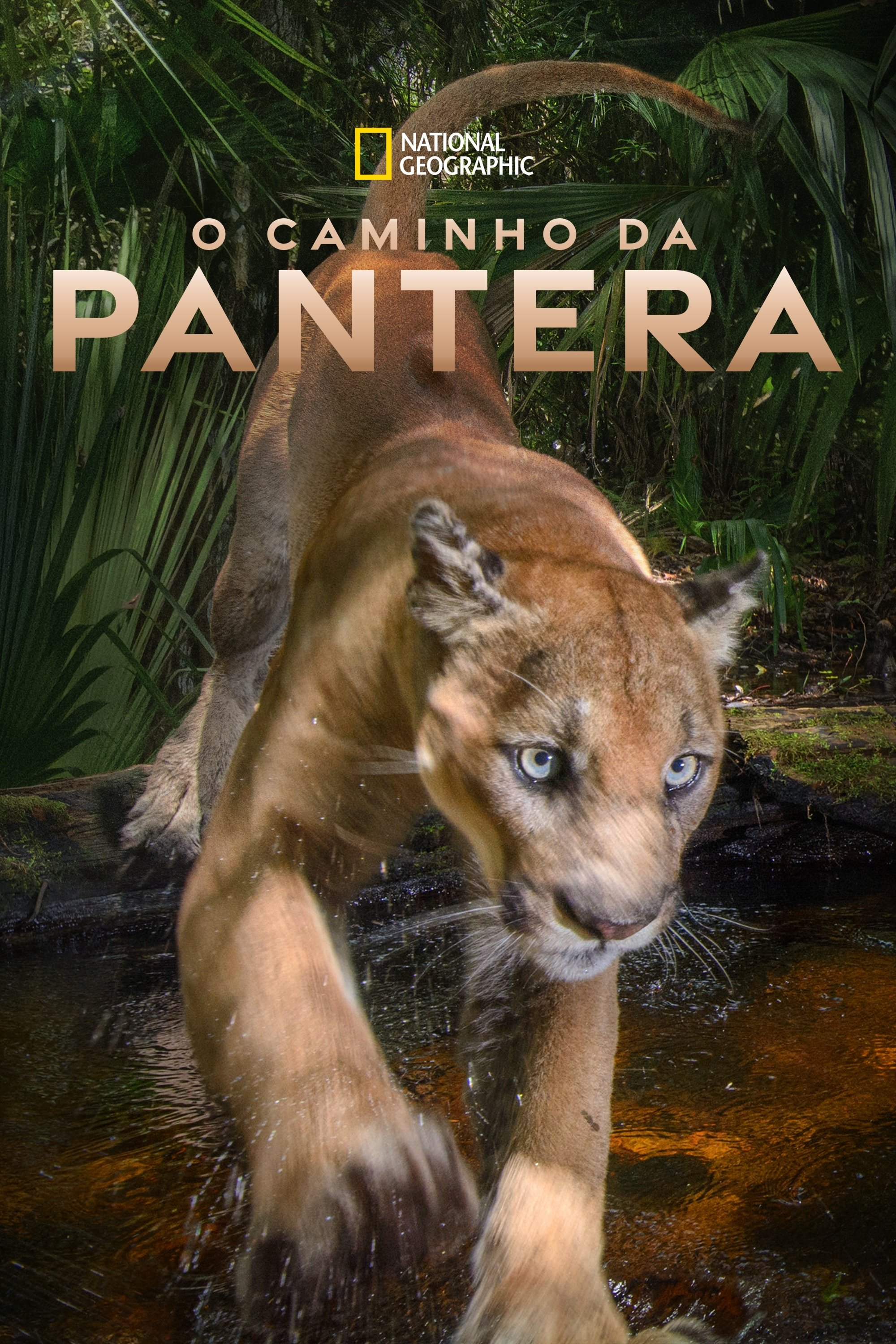 Poster de O Caminho da Pantera
