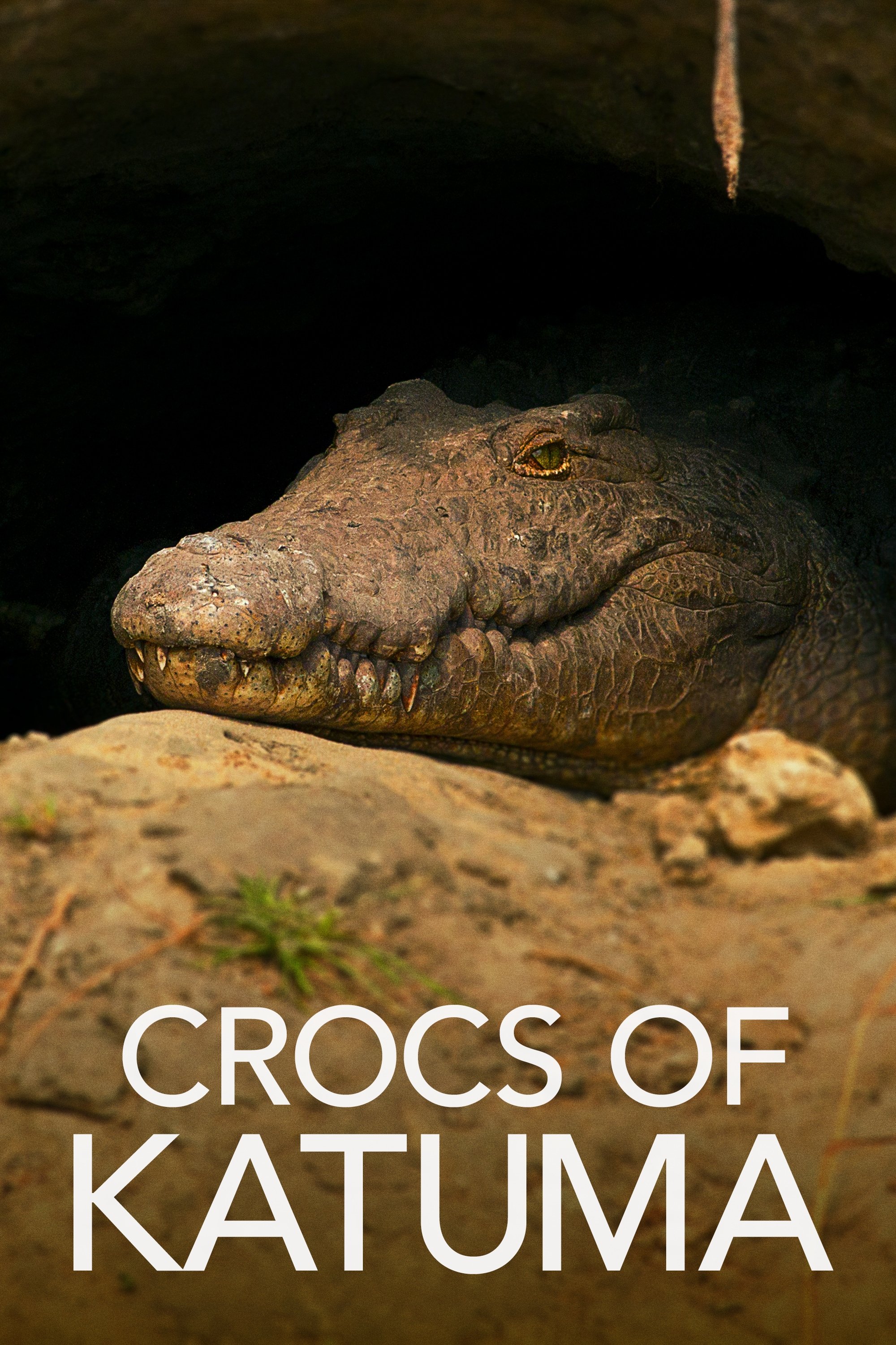 Poster de Os Crocodilos do Rio Katuma