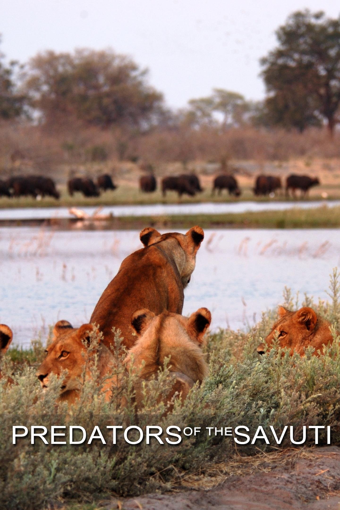 Poster de Predators of the Savuti