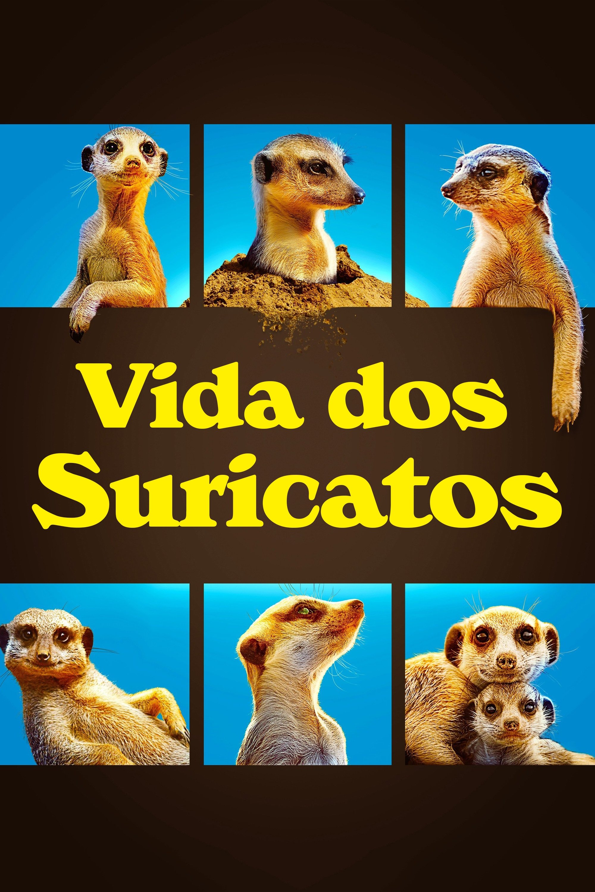 Poster de Vida dos Suricatos