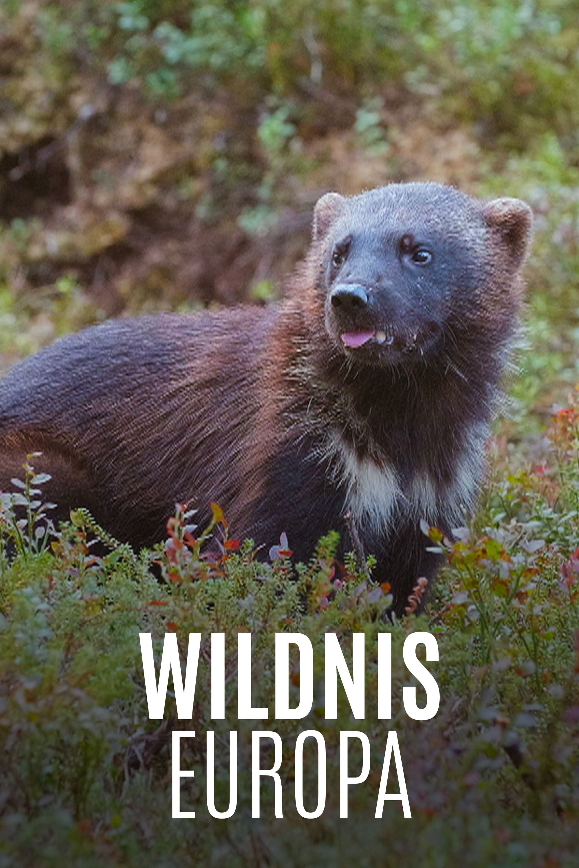Poster de Wildnis Europa