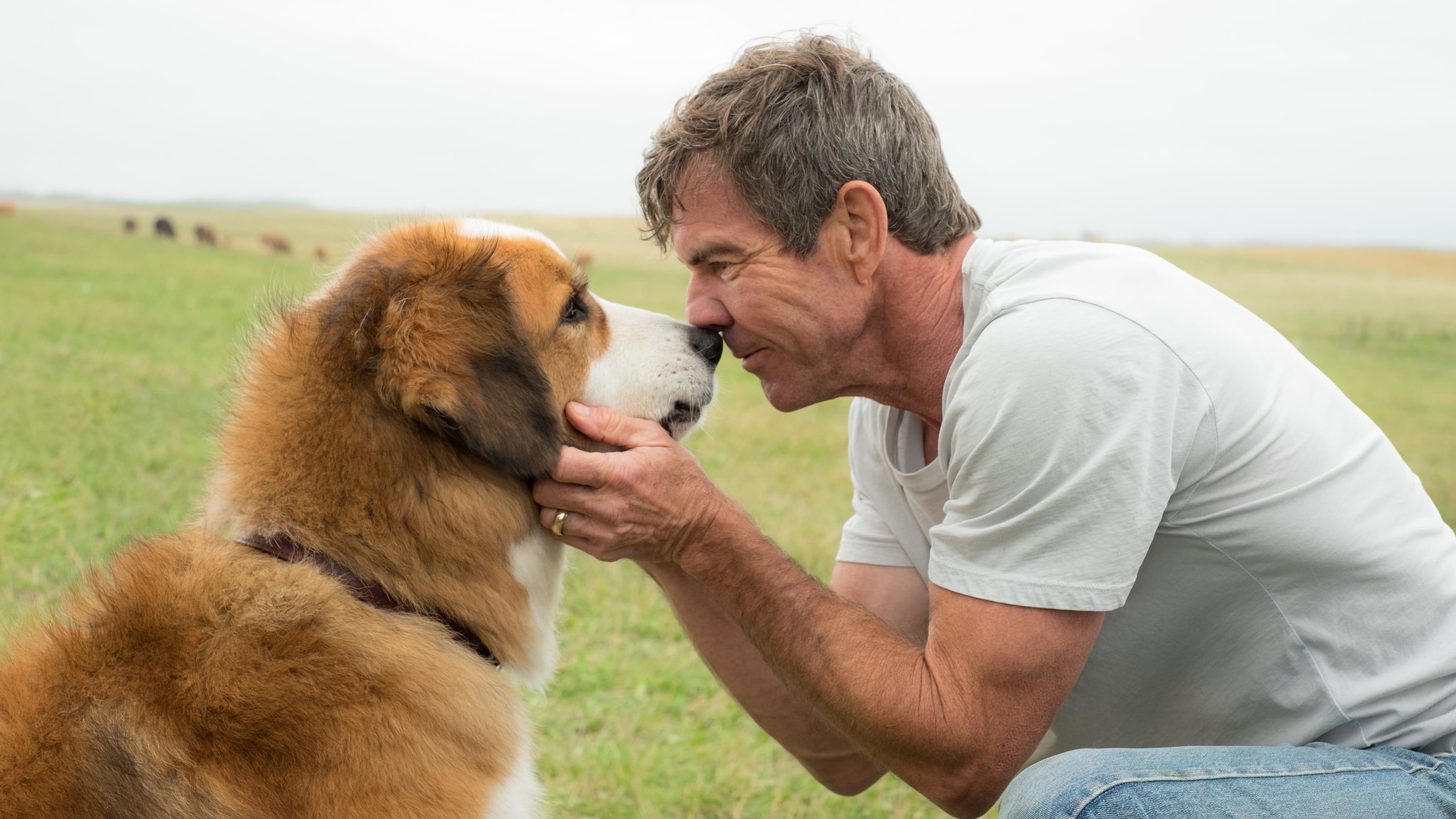 A Dog’s Purpose 2017 123movies