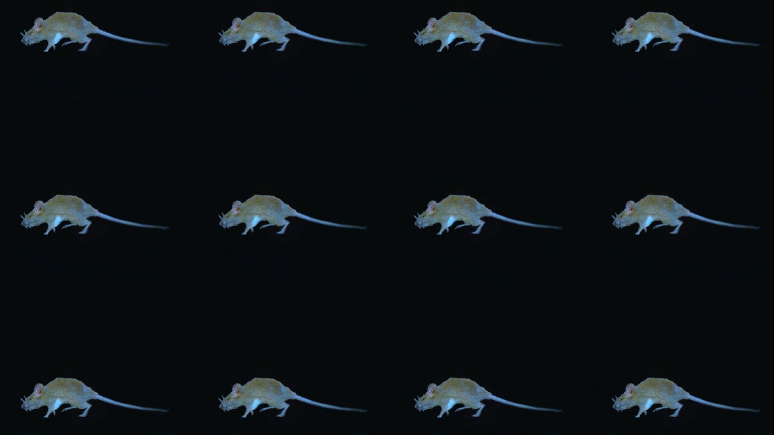 The Experience of a Rat