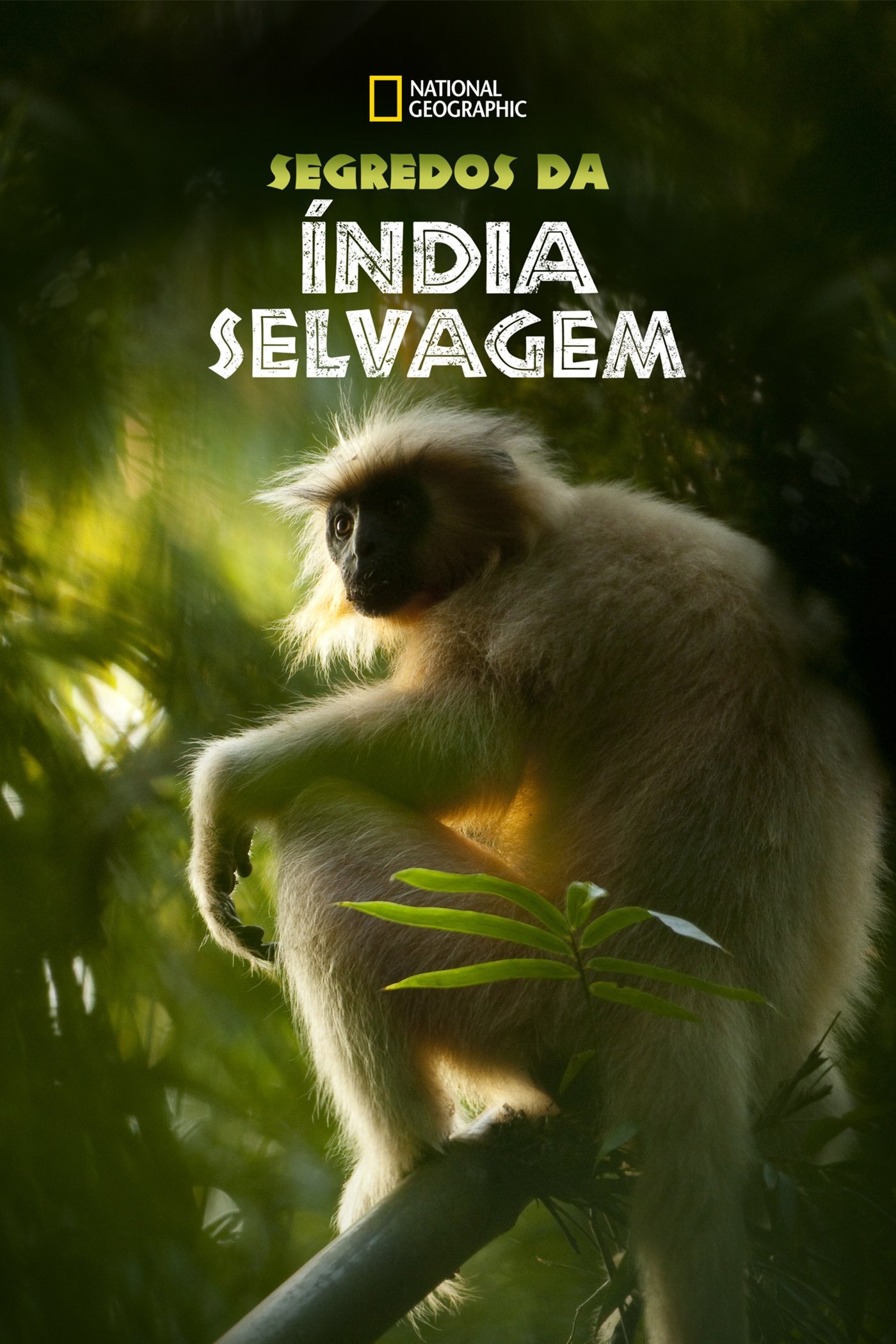 Poster de Segredos da Índia Selvagem