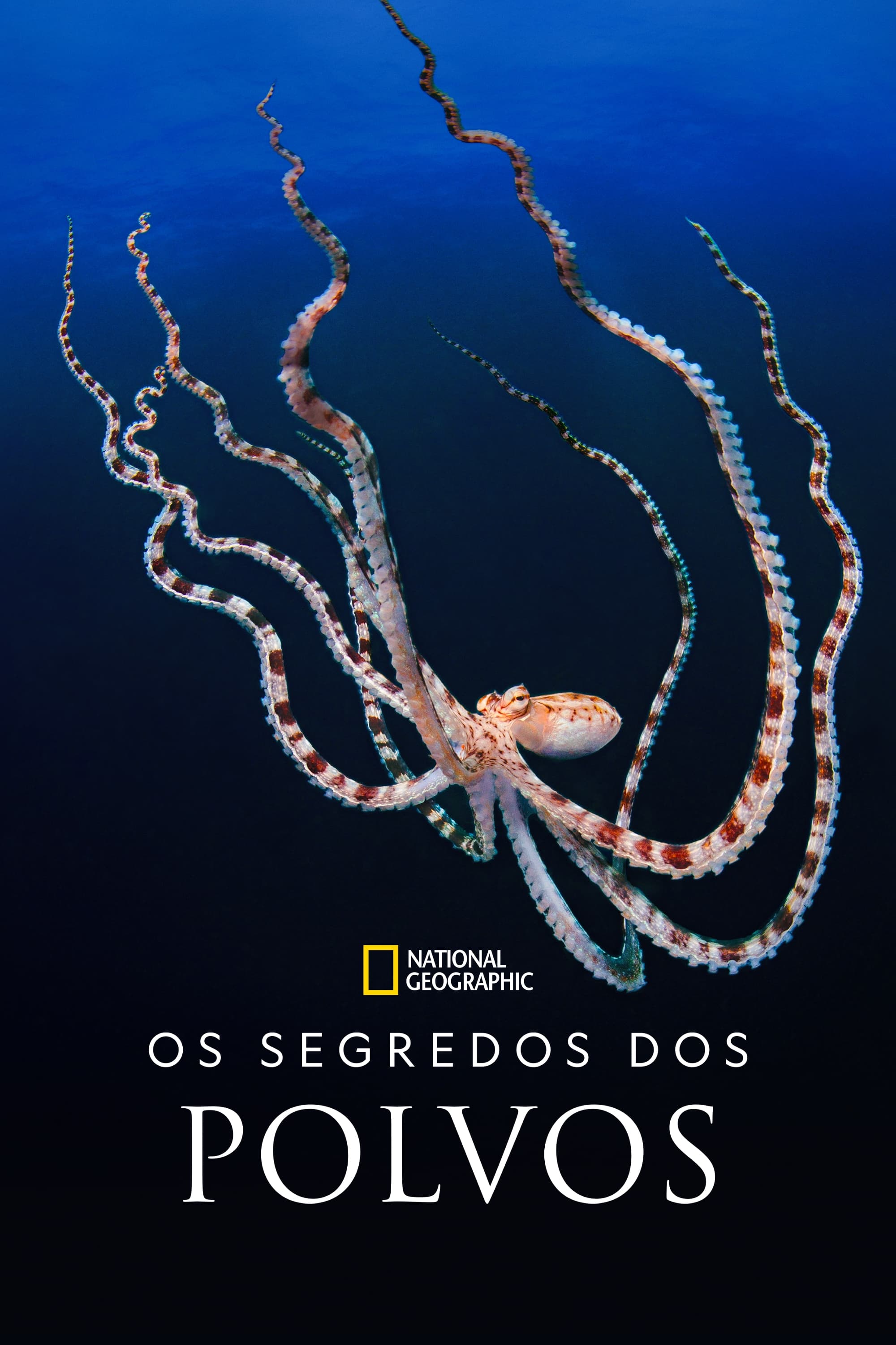 Poster de Segredos dos Polvos