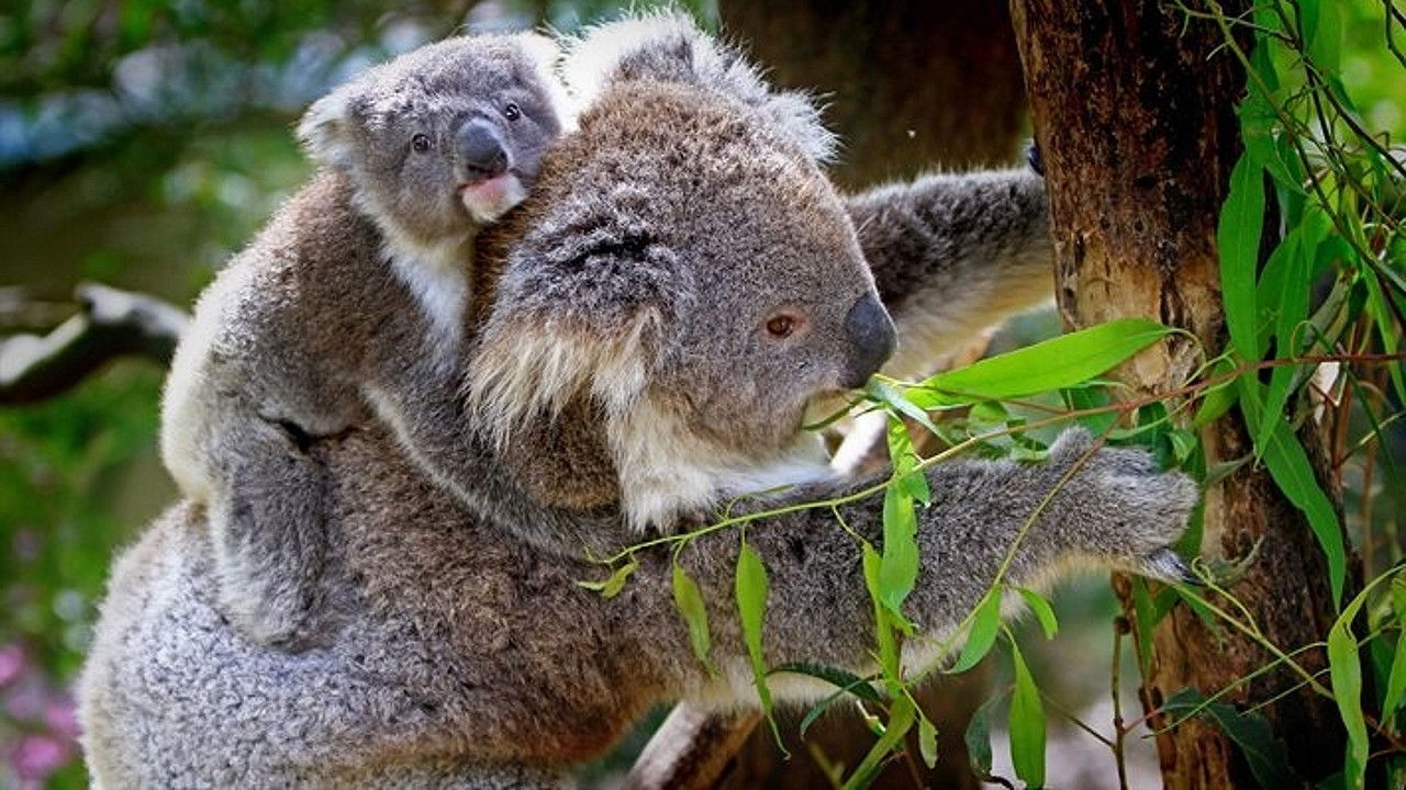 Koala Forest
